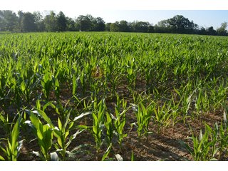 Property photo 54 - 64 Acre Farm Offered in 4 Tracts or in Combinations - Real Estate Auction